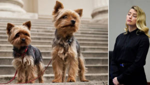 Tìm hiểu 2 cún cưng giống Yorkshire Terrier suýt khiến Amber Heard ngồi tù