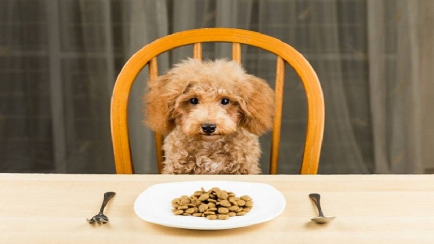 chế độ ăn của chó Poodle, cách nuôi chó Poodle