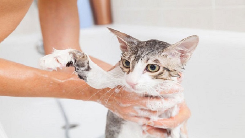 cách tắm mèo tại nhà, cách tắm mèo con