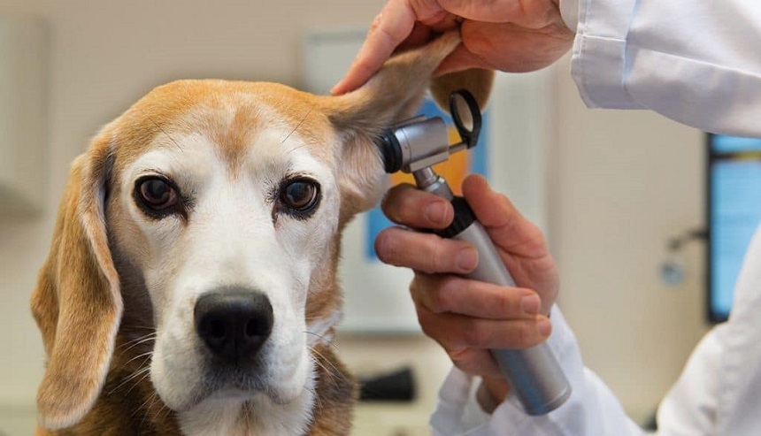 viêm tai ở chó, chó có mùi hôi tanh ở tai