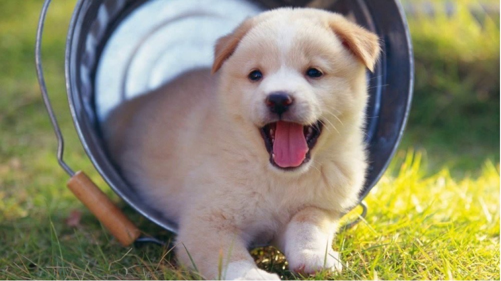 Hình hình ảnh chó Shiba con cái siêu hạnh phúc