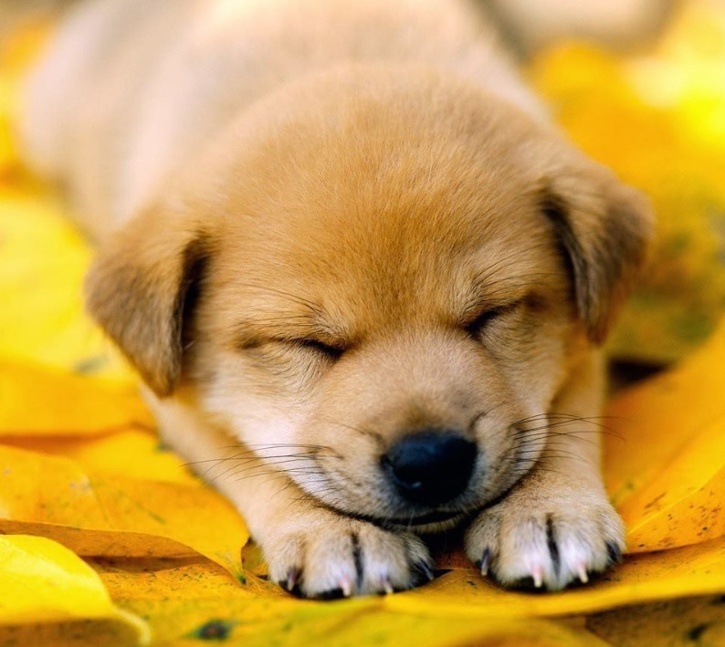 Hình ảnh chó Labrador Retriever ngủ dễ thương