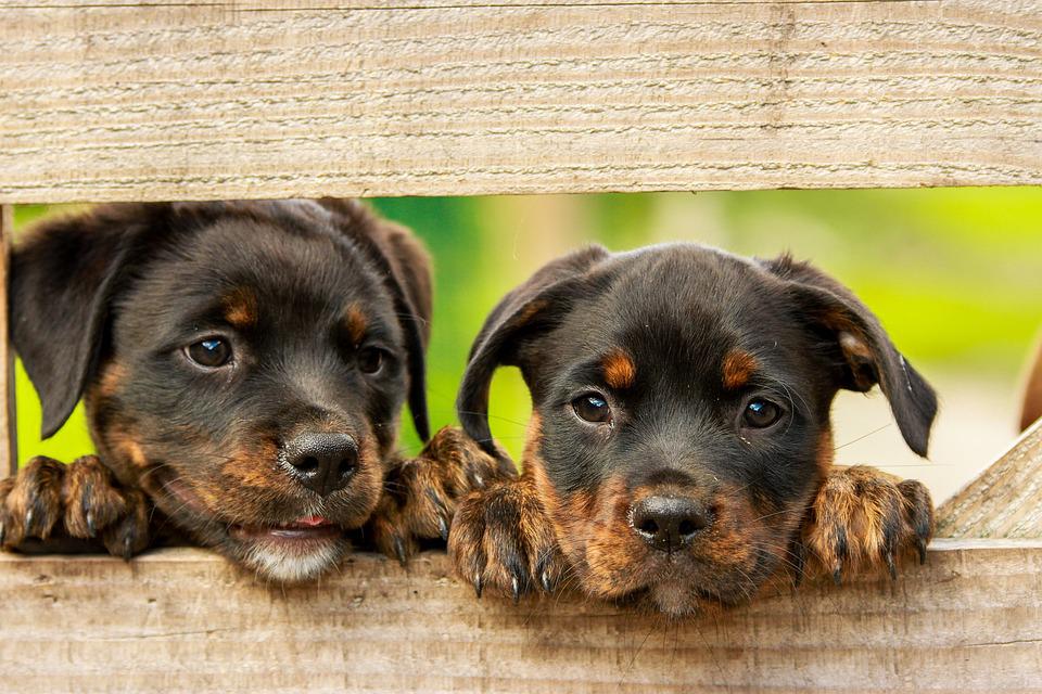 Hình hình ảnh chó Rốt, Rotti hoặc Rottweiler