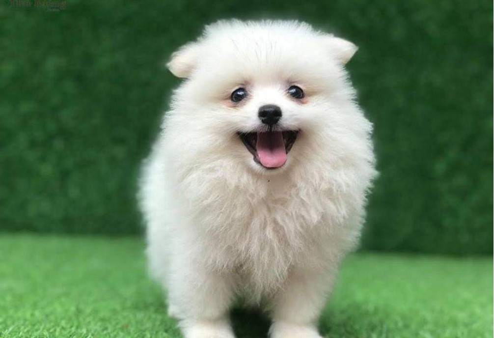 Hình ảnh chó phốc sóc Pomeranian con