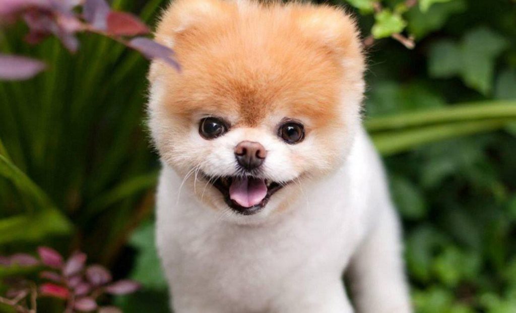 Hình hình ảnh chó phốc sóc Pomeranian