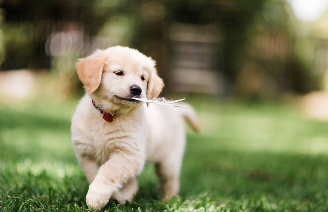 Hình hình ảnh chó Golden Retriever con cái nghịch ngợm bên trên sân