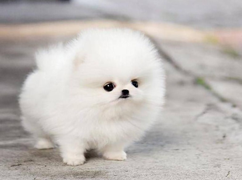 Hình ảnh chó Phốc đẹp siêu cute và đáng yêu nhất 
