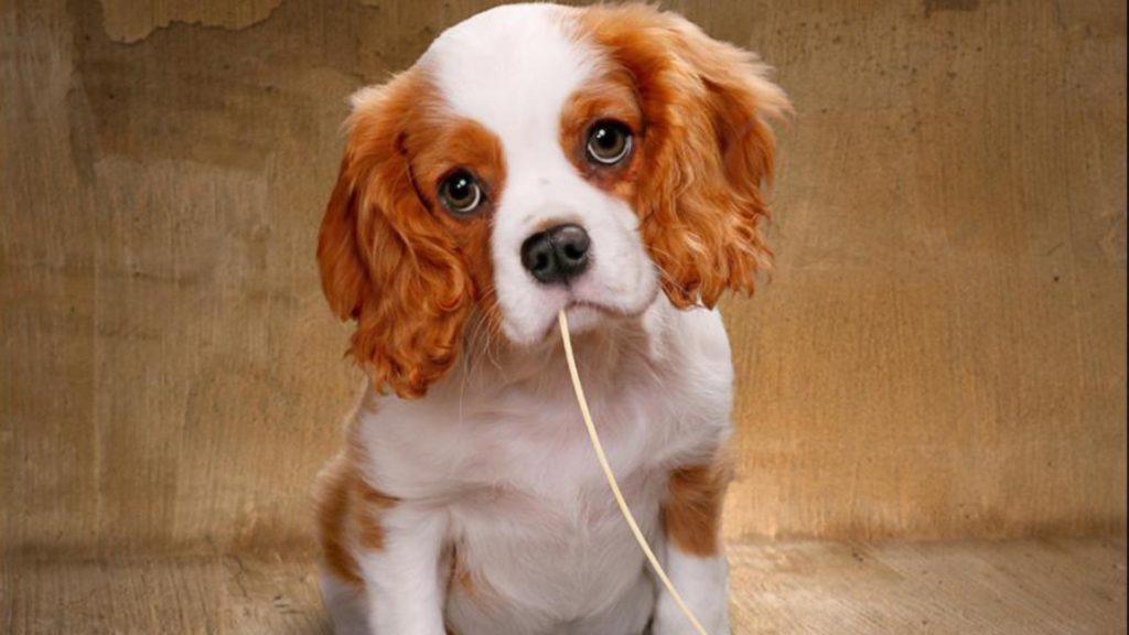 Hình hình ảnh chó cavalier king charles spaniel, gọi tắt là Spaniel