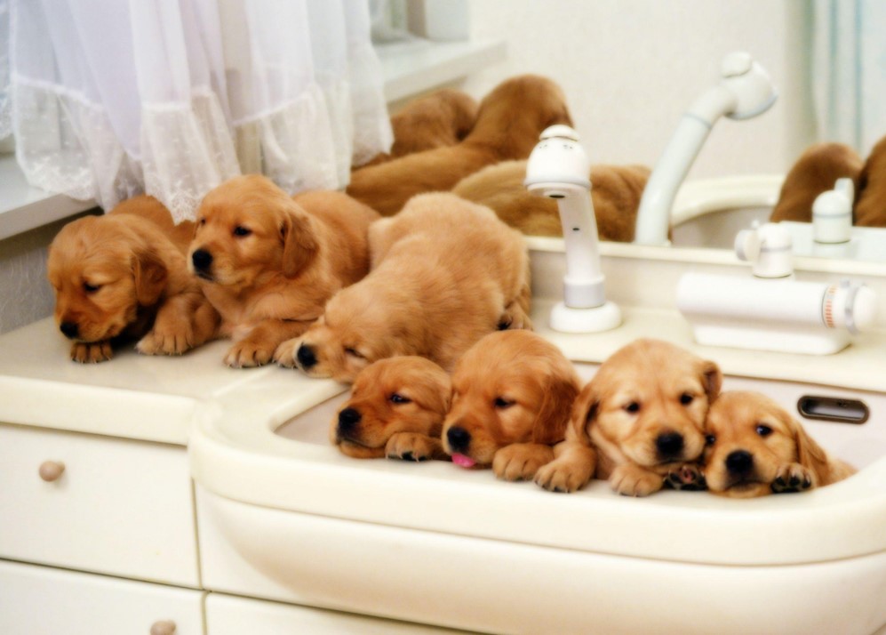 Hình hình ảnh đàn chó con cái GOLDEN RETRIEVER tắm táp thư giãn