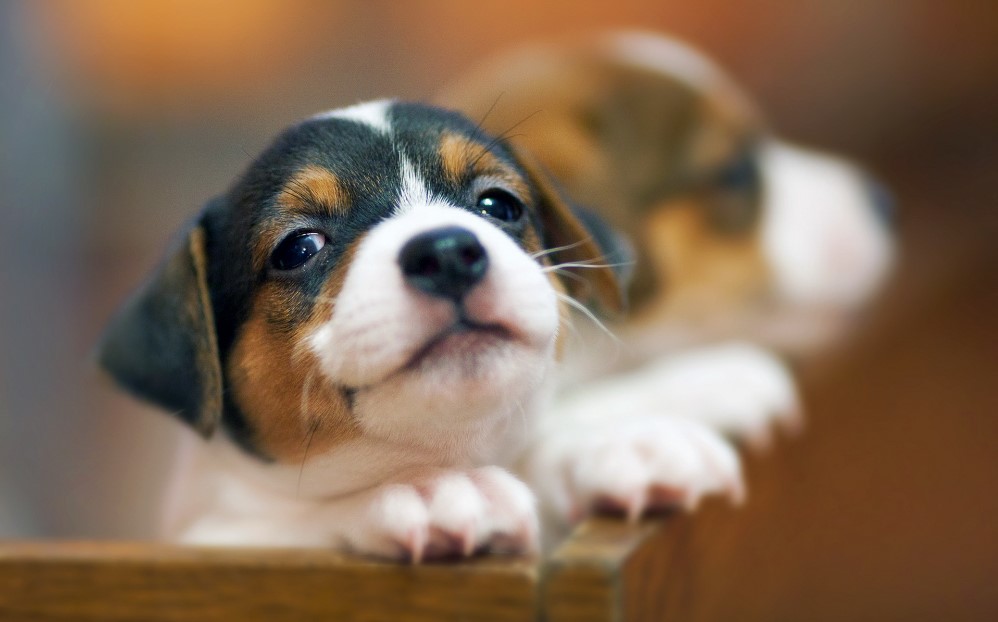 Hình ảnh chó săn thỏ Beagle con