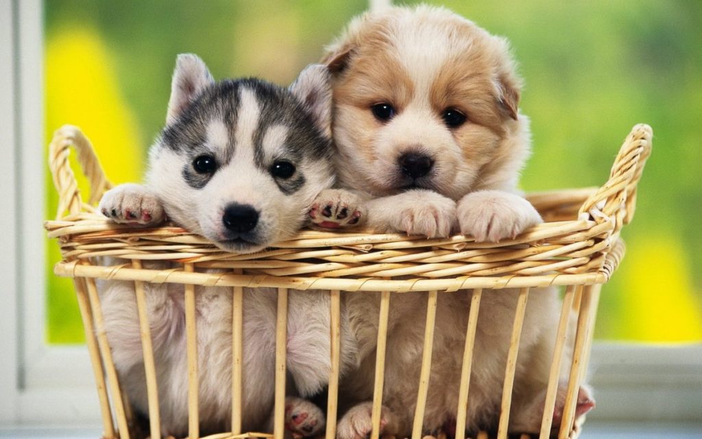 Hình hình ảnh chó Husky và chó Lab con cái vô giỏ