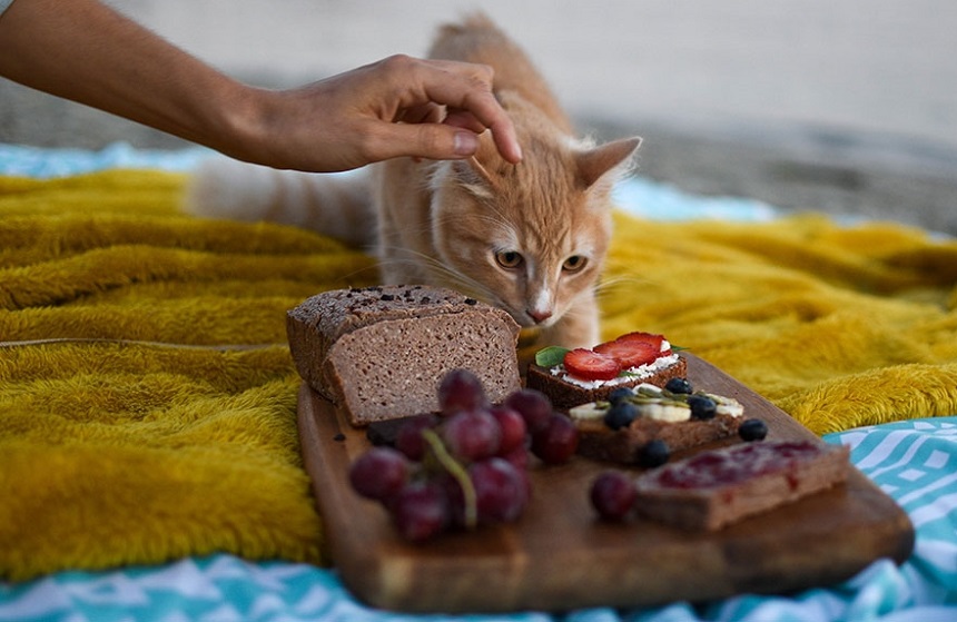 thực phẩm cho mèo, mèo ăn gì, mèo không nên ăn gì