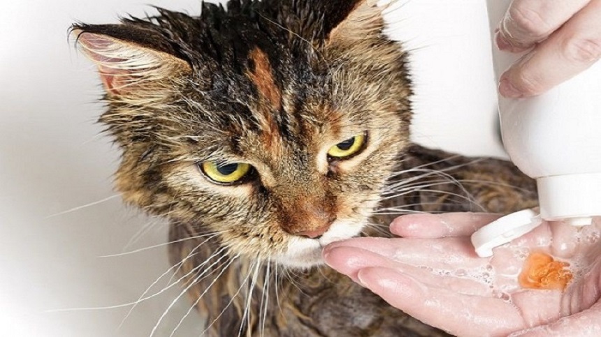 tắm cho mèo bằng sữa tắm