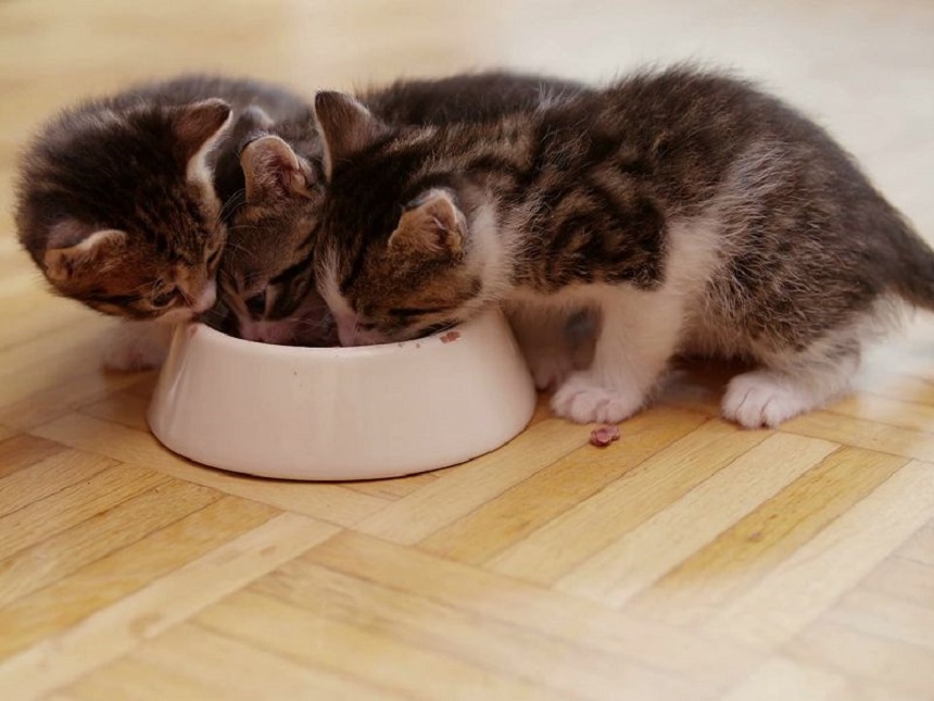 thức ăn cho mèo con, thức ăn dinh dưỡng cho mèo