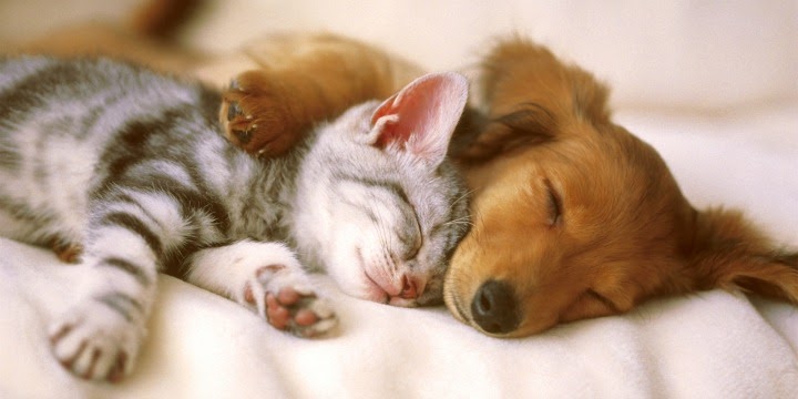 Hình ảnh chó ngủ cùng mèo
